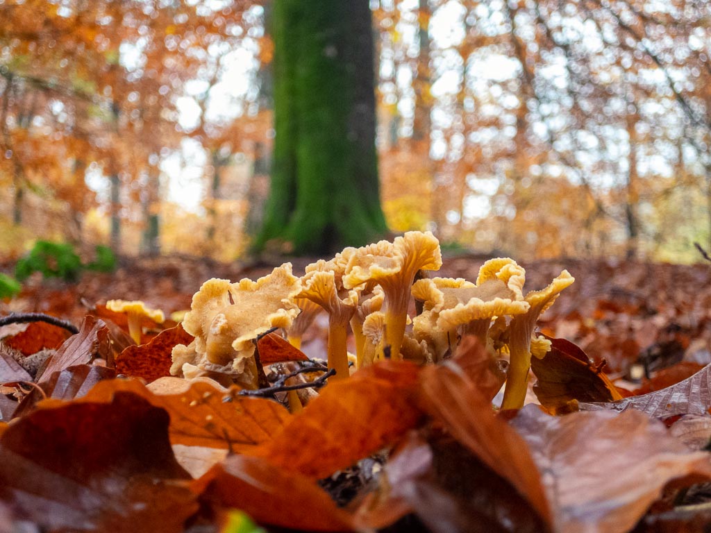Trattkantareller i skogen