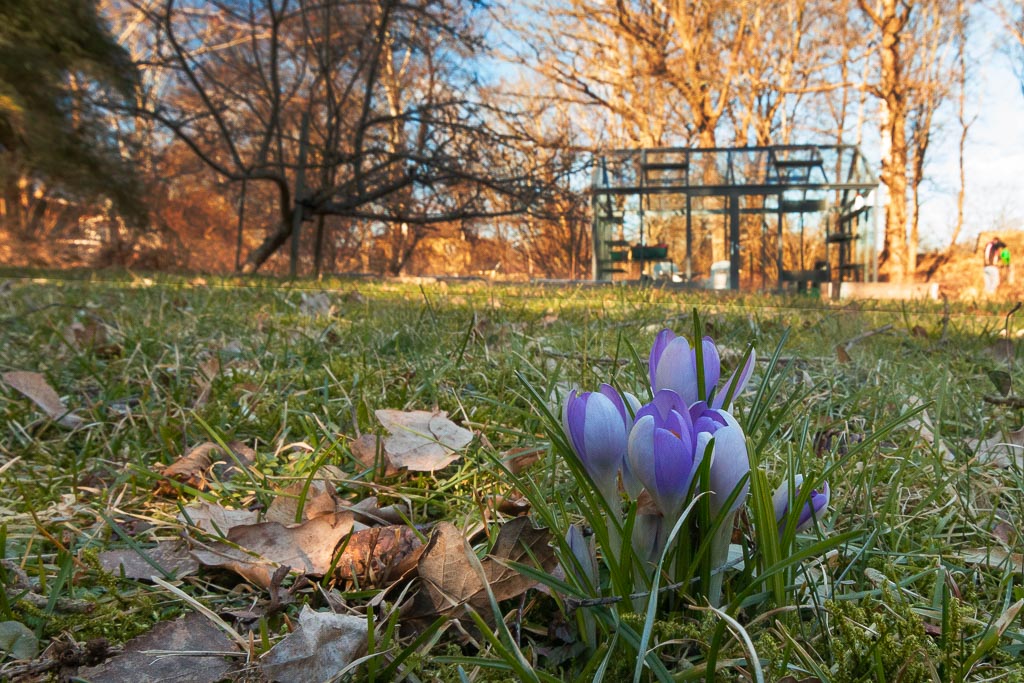 Krokus i gräsmattan